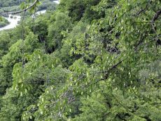 Ostrya-carpinifolia_Малая-Лаба_массив